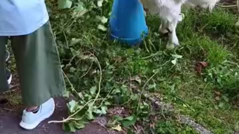 ゴールデンウイークの中、子供たちが山羊さんの餌を与え蛇退治をしてくれている