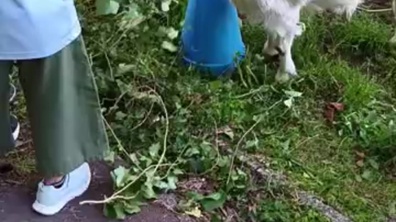 ゴールデンウイークの中、子供たちが山羊さんの餌を与え蛇退治をしてくれている