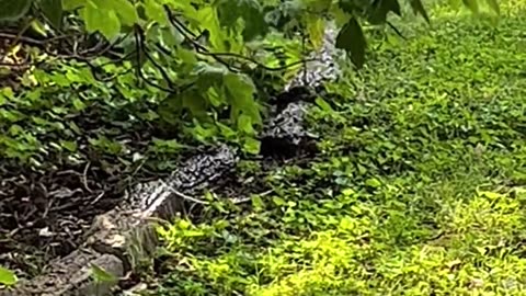 😂🐦 Bird Shower Meltdown! 🎥 | FunFM