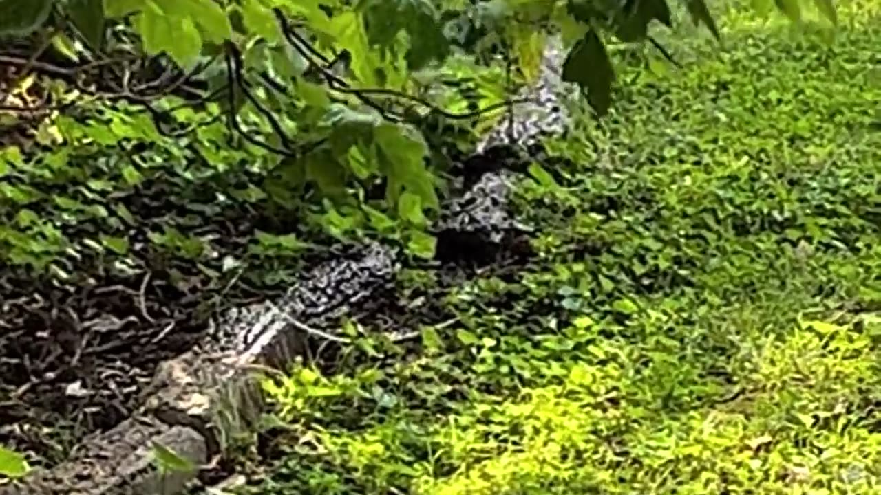 😂🐦 Bird Shower Meltdown! 🎥 | FunFM