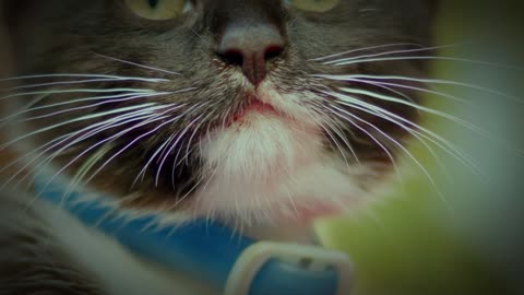 Happy cat