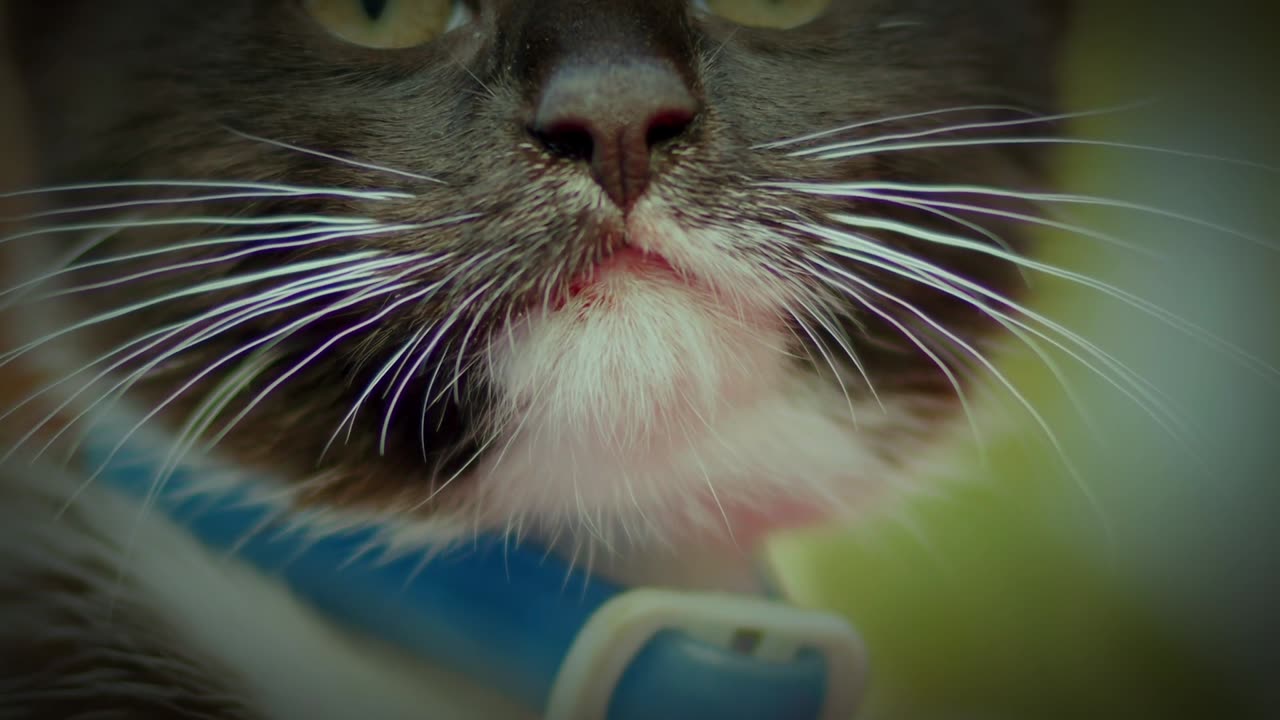 Happy cat