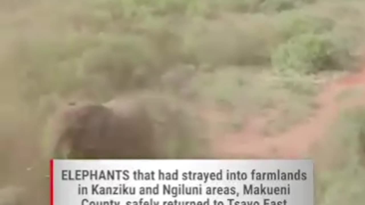 Wildlife