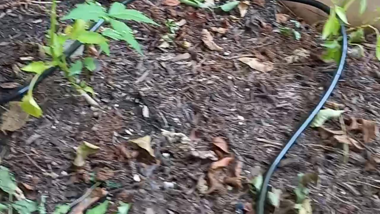 My first try with sprinkler nozzles