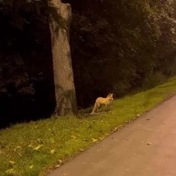A fox was leisurely strolling along Yakornaya Square in Kronstadt