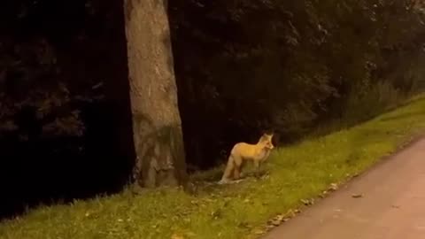 A fox was leisurely strolling along Yakornaya Square in Kronstadt