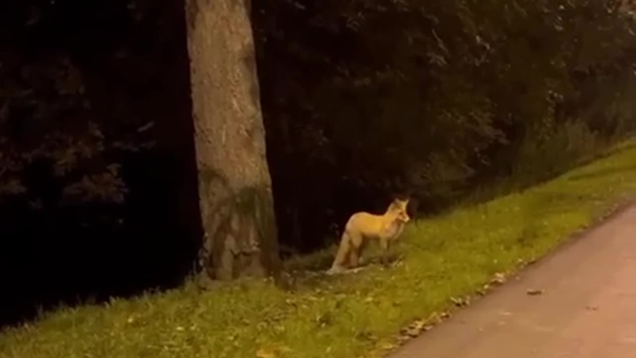 A fox was leisurely strolling along Yakornaya Square in Kronstadt