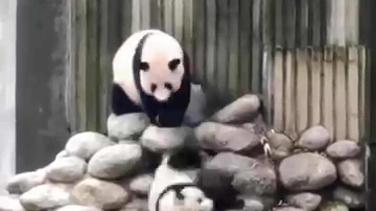 Panda family funny moments 😂