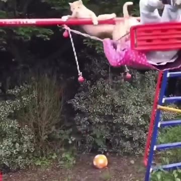 Funny And Cute Animal Videos Try Not To Laugh Or Smile