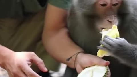 Monkey Tries Exotic Fruit