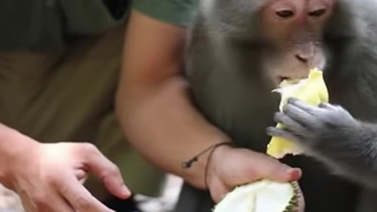 Monkey Tries Exotic Fruit