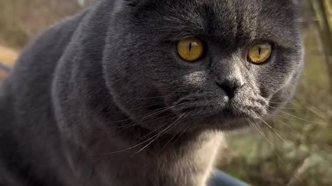 Majestic Scottish Fold Cat Enjoying the Outdoors 🐾✨