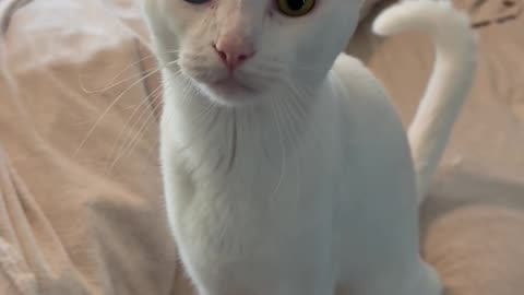 Cat Says 'Mama' on Command