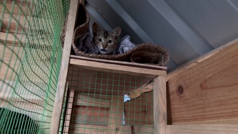 Built a House for My Dog and Cat