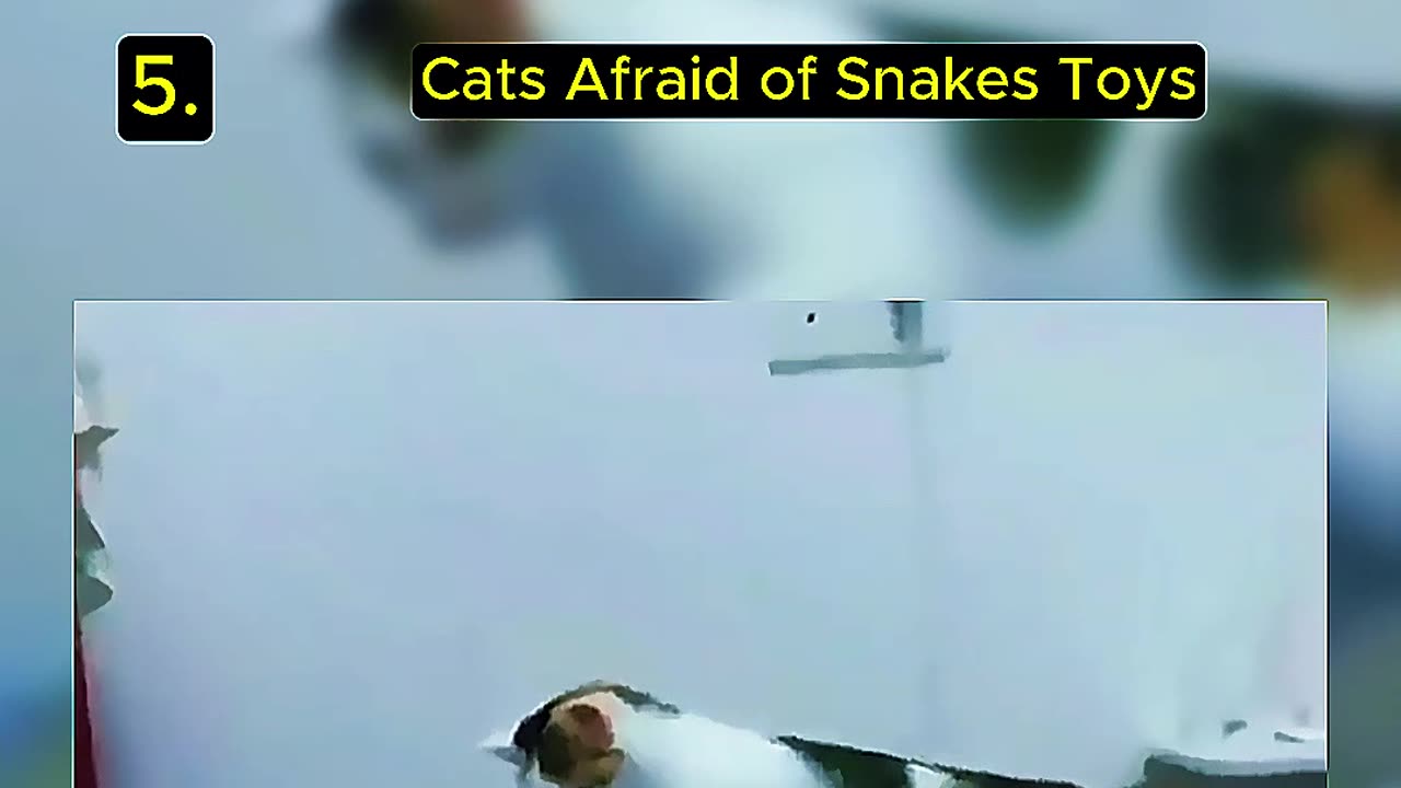 Funny Random Cat Video