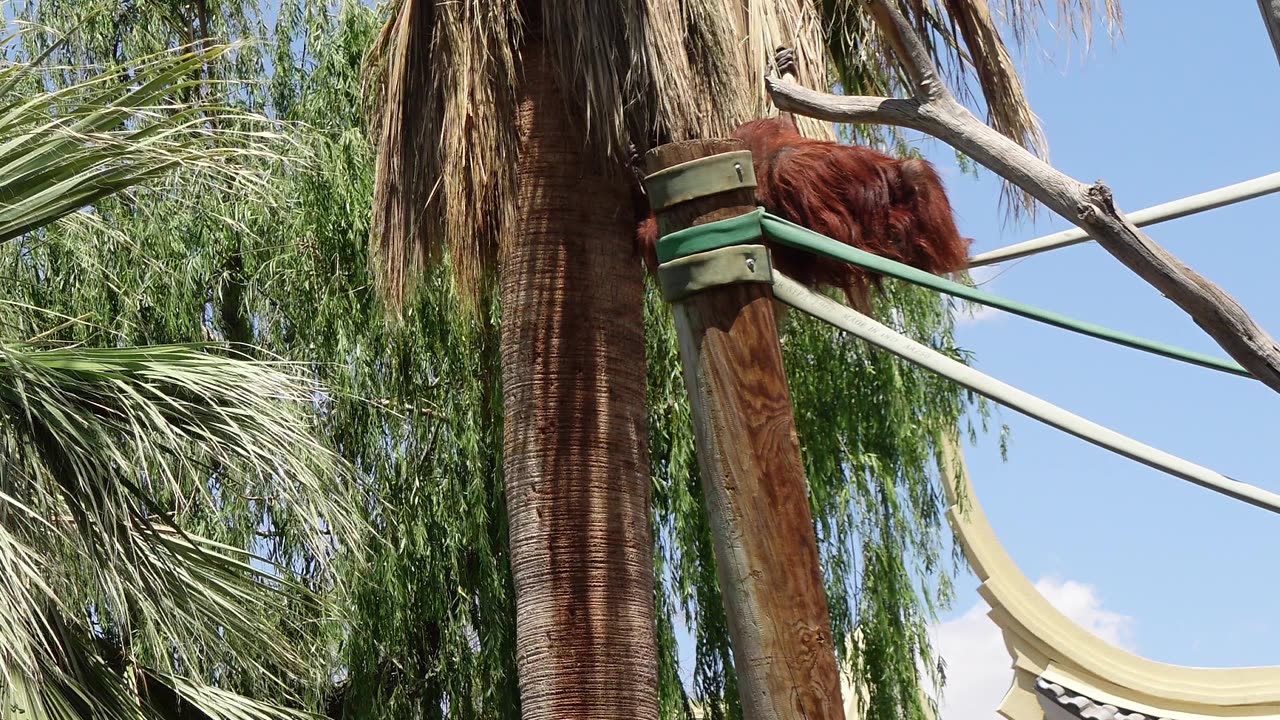 Baby Orangutan at El Paso Zoo in Texas