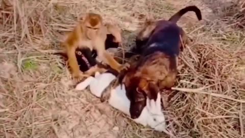 Animal Love And Play