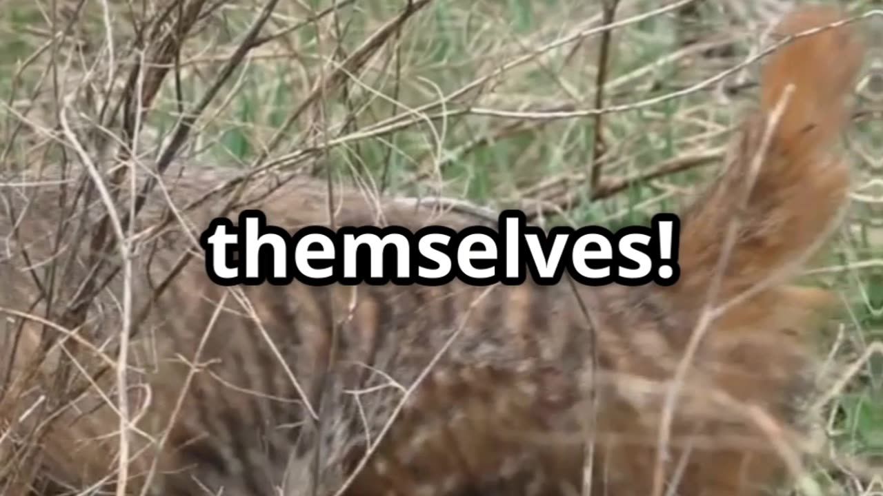 πΎπ The Fearless Honey Badger β Immune to Cobra Bites! πΎπ