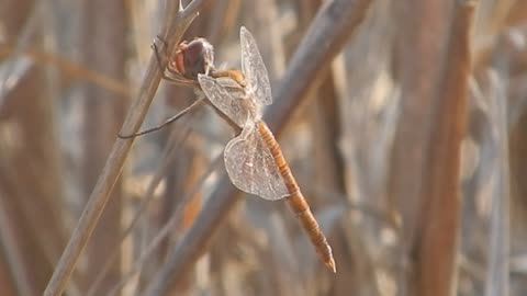 Red Dragonfly