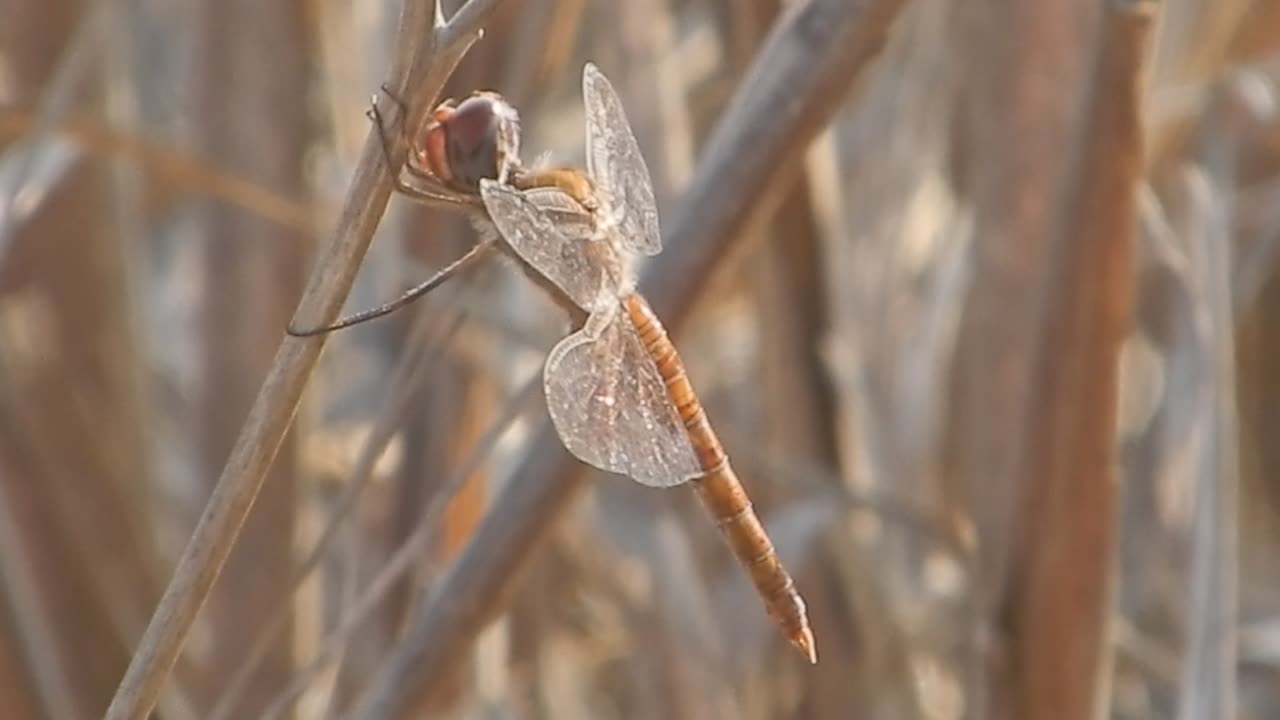 Red Dragonfly