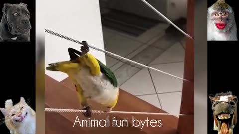 THESE ARE SELECTED MOST FUNNY ANIMAL VIDEOS😊