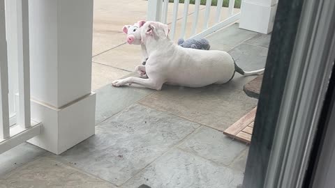 Pittie With Piggy Not Patted By Passing Mailman