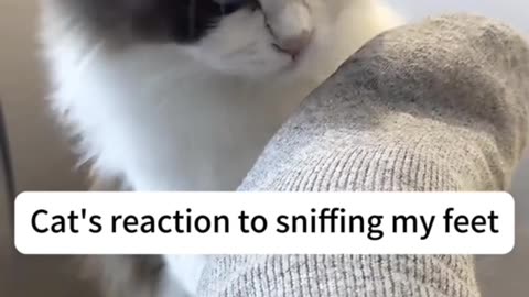 Cats say: It smells like...