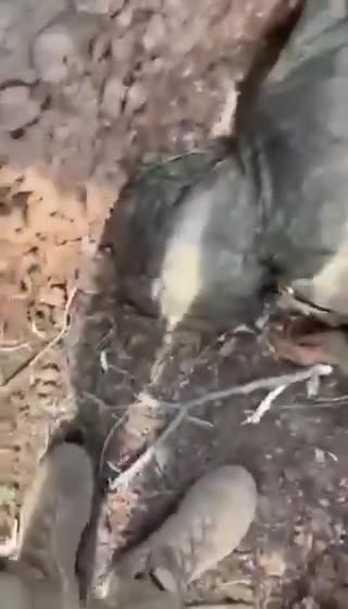 Russian Soldiers Sharing the Trench with "Yesterday's Comrades"