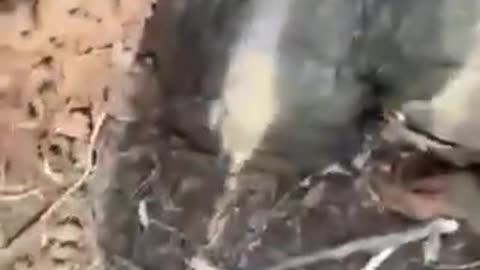 Russian Soldiers Sharing the Trench with "Yesterday's Comrades"