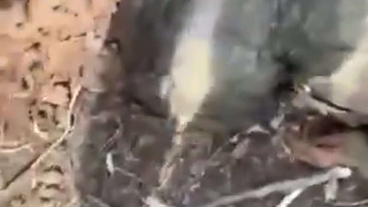 Russian Soldiers Sharing the Trench with "Yesterday's Comrades"