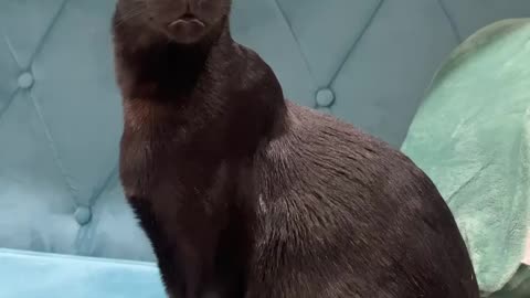 funny animal video