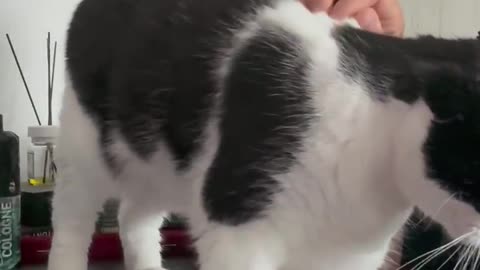 My Cat Begs for Petting
