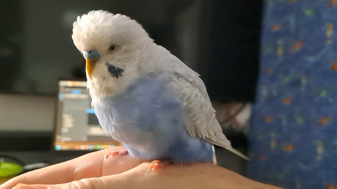 Herman Has Something to Say