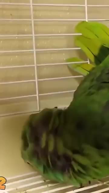 Funny Parrot Compilation Hilarious Moments & Why You’ll Love Being a Member