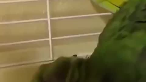 Funny Parrot Compilation Hilarious Moments & Why You’ll Love Being a Member