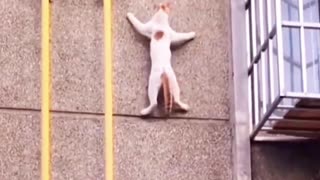 NO MORE TEMPORARY PROTECTED STATUS FOR 353,000 HAITIANS!!! —YOU CAN COME DOWN NOW, KITTIES!!!🐈🥳🥳🥳