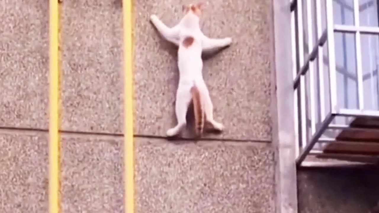 NO MORE TEMPORARY PROTECTED STATUS FOR 353,000 HAITIANS!!! —YOU CAN COME DOWN NOW, KITTIES!!!🐈🥳🥳🥳