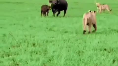 Mother's care and the power of unity