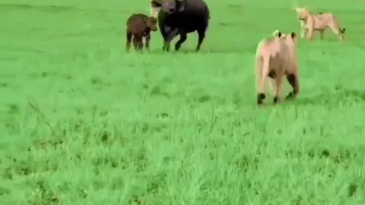 Mother's care and the power of unity