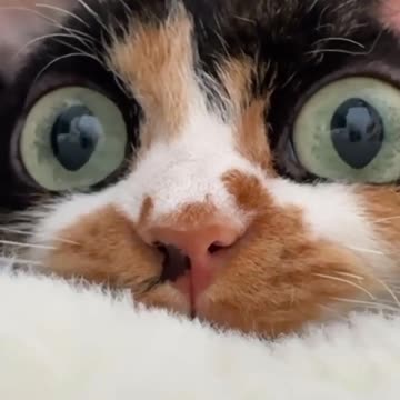 Love All Life Always #127 - Eye See You!