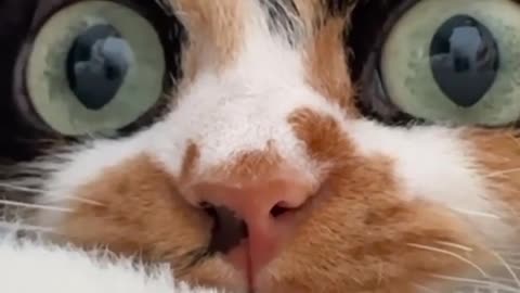 Love All Life Always #127 - Eye See You!