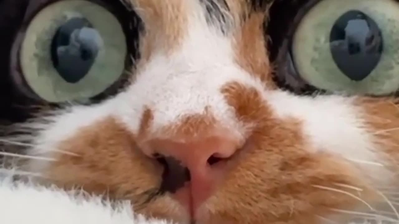 Love All Life Always #127 - Eye See You!