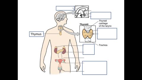 Practice identifying Glands of the Endocrine System