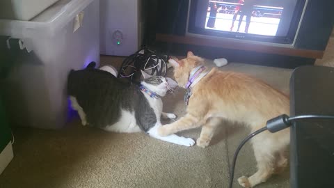 Stare down