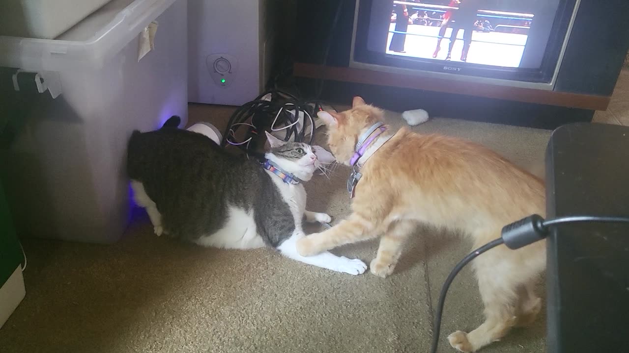 Stare down
