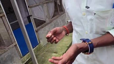 How To Do DNA Testing Of Birds & Parrots & Why ? Relation Between DNA And Leg Rings.