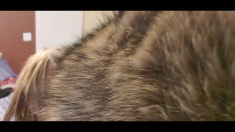 Raccoon Facial Massage