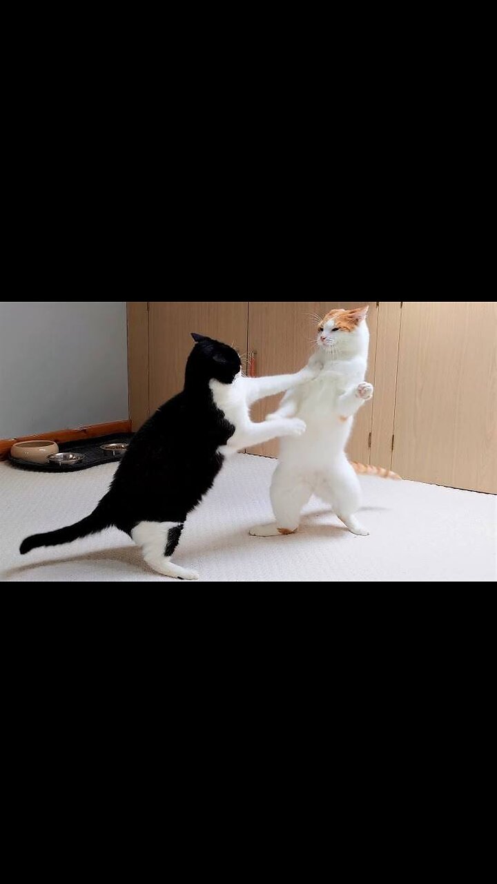The little cat learns combat movements 😂
