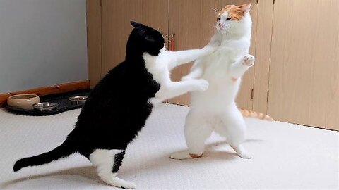 The little cat learns combat movements 😂