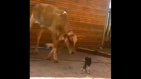 Hilarious. A cat against a cow.